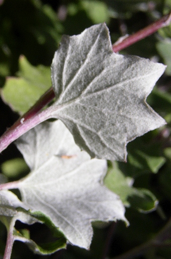 Pericallis lanata