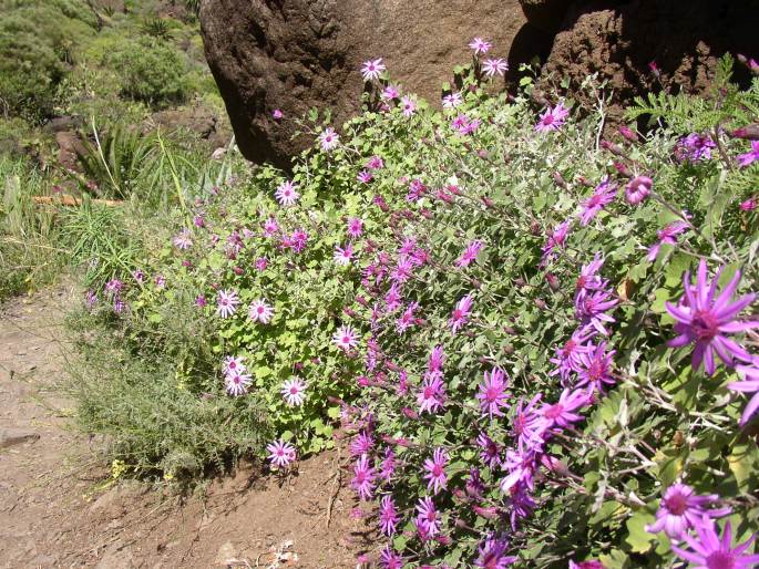 Pericallis lanata