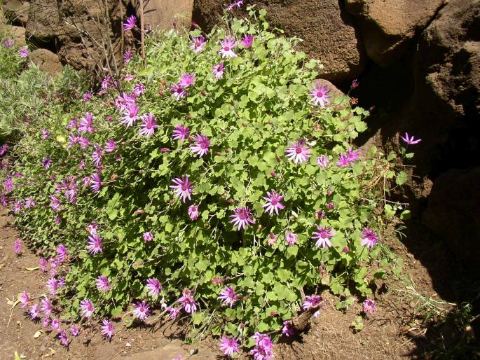 Pericallis lanata