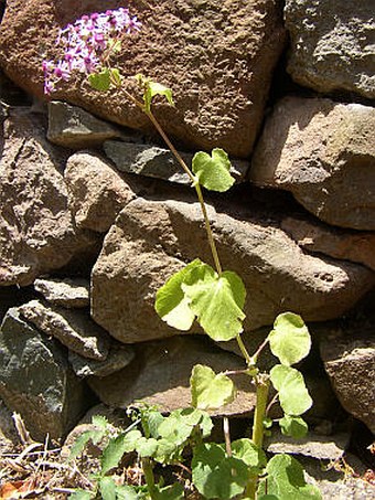 Pericallis webbii