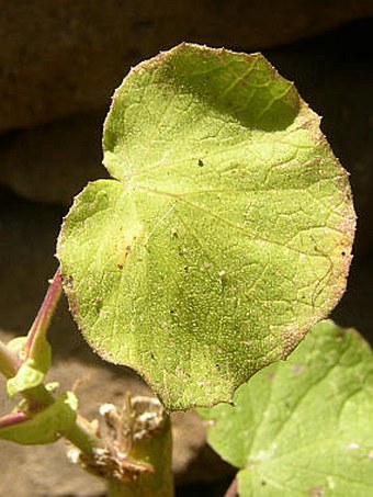 Pericallis webbii