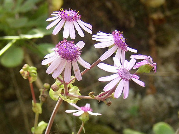 Pericallis webbii