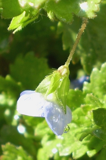 Veronica persica