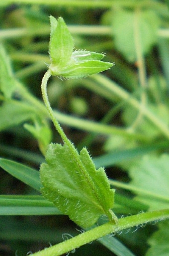 Veronica persica