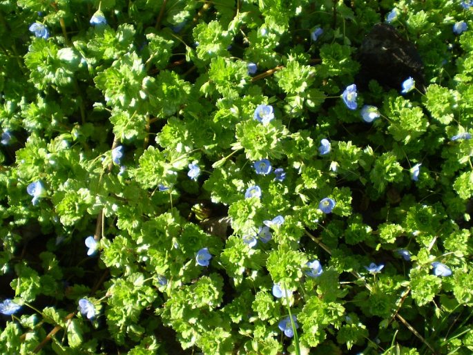 Veronica persica