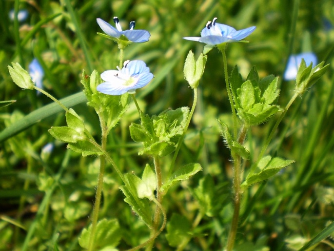 Veronica persica