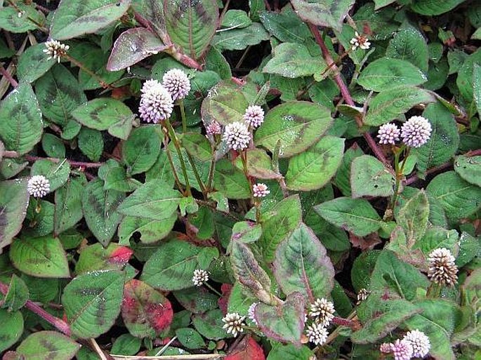 Persicaria capitata