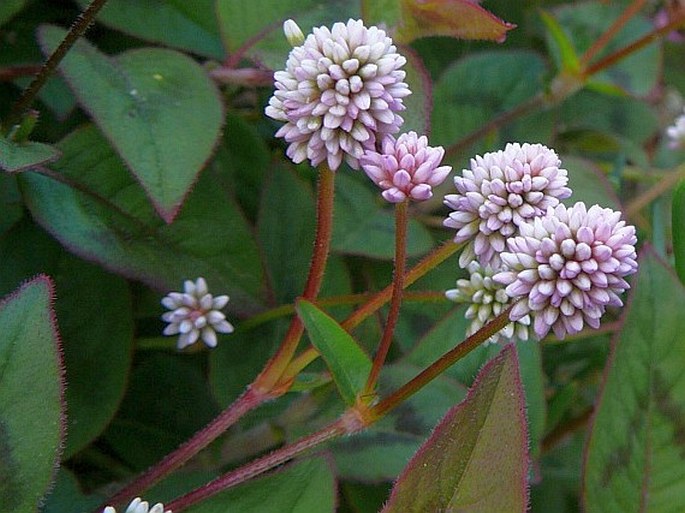 Persicaria capitata