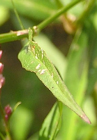 Persicaria maculosa