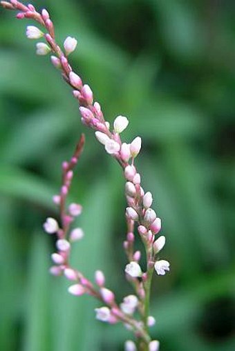 Persicaria serrulata