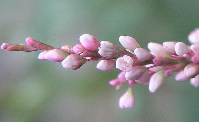 Persicaria serrulata