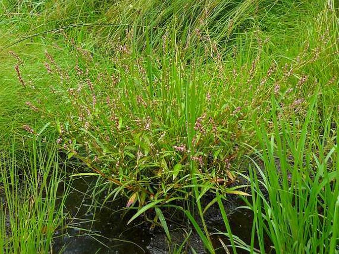 Persicaria minor