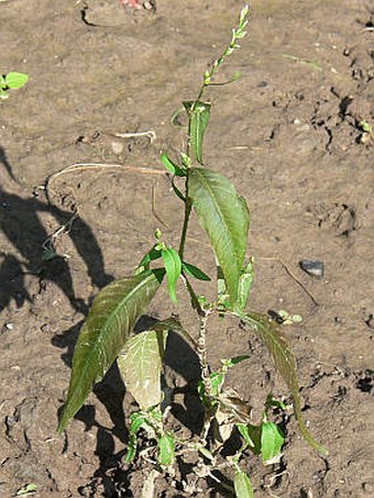 Persicaria hydropiper