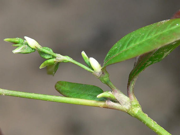 Persicaria hydropiper