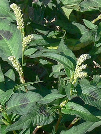 Persicaria lapathifolia