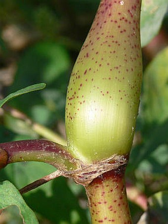 Persicaria lapathifolia