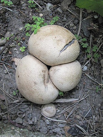 Scleroderma verrucosum