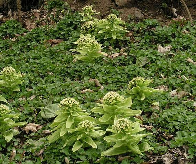 Petasites japonicus