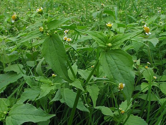 Galinsoga parviflora