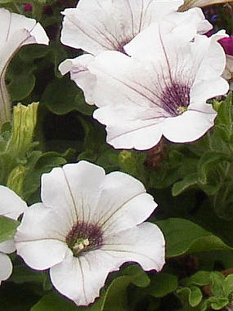 Petunia ×atkinsiana