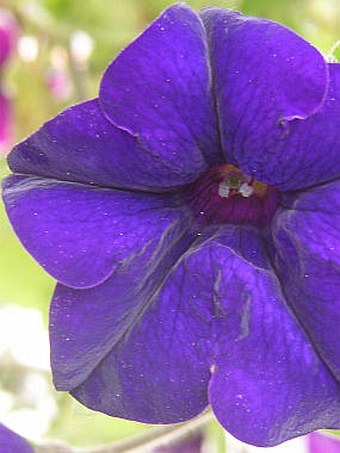 Petunia ×atkinsiana