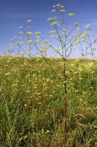 Peucedanum alsaticum