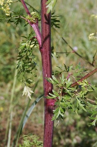 Peucedanum alsaticum