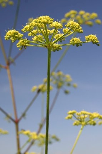 Peucedanum alsaticum