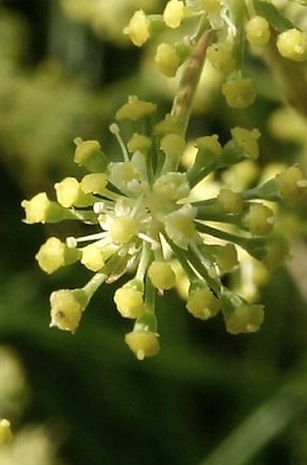 Peucedanum alsaticum