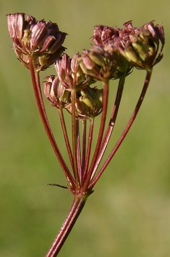 Peucedanum alsaticum