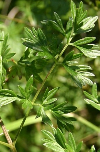 Peucedanum alsaticum