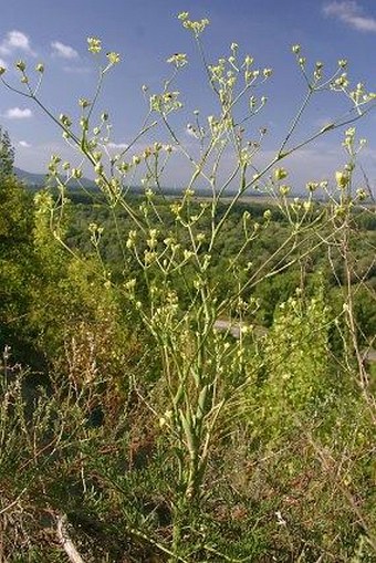 Peucedanum arenarium