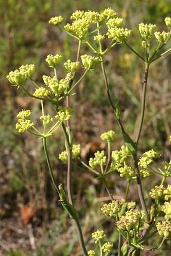 Peucedanum arenarium