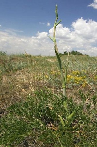 Peucedanum arenarium