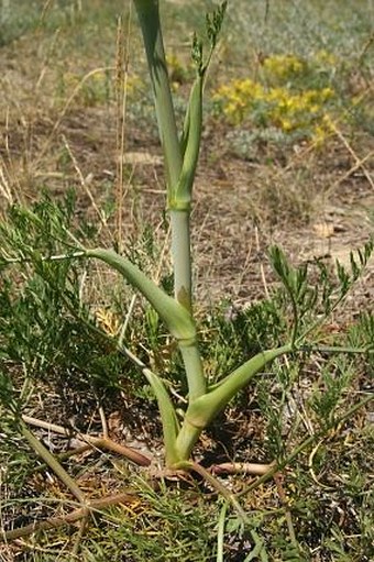 Peucedanum arenarium