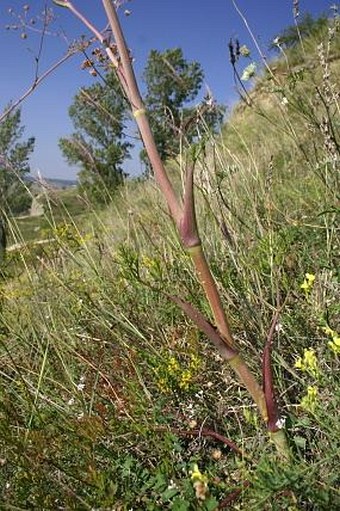 Peucedanum arenarium