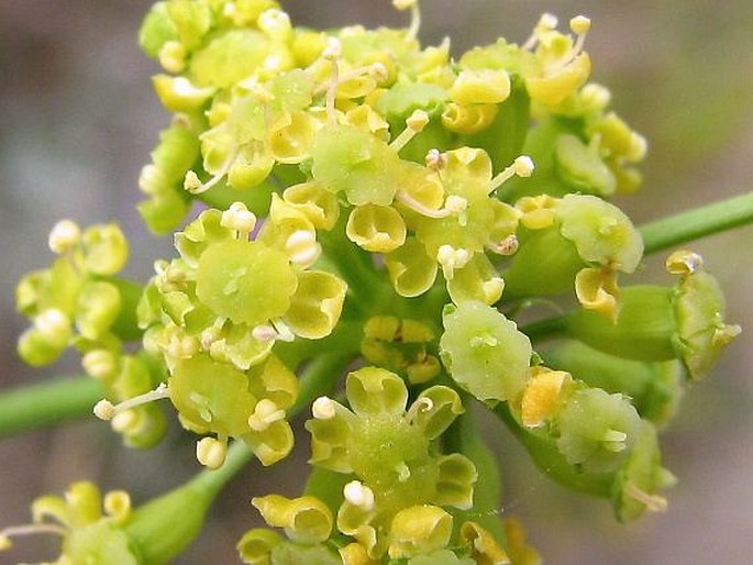 PEUCEDANUM ARENARIUM Waldst. et Kit. – smldník písečný / smldník piesočný