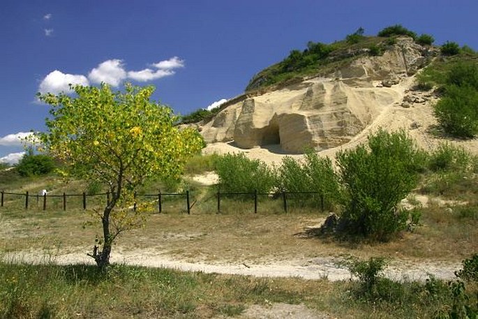 Peucedanum arenarium