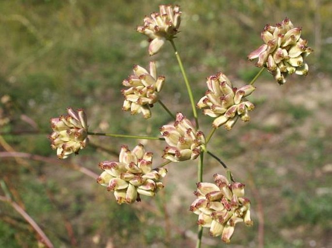 Peucedanum arenarium