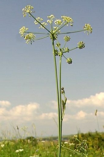 Peucedanum carvifolia