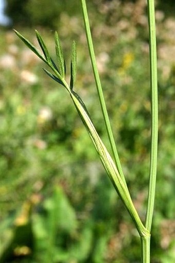 Peucedanum carvifolia