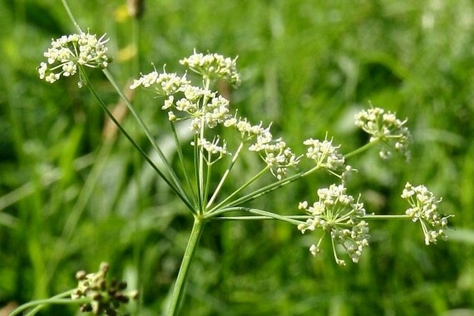 Peucedanum carvifolia