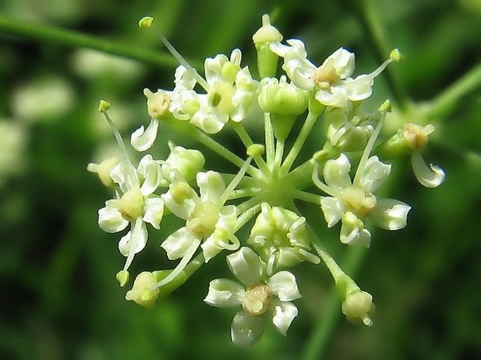 PEUCEDANUM CARVIFOLIA Vill. – smldník kmínolistý / smldník rascolistý