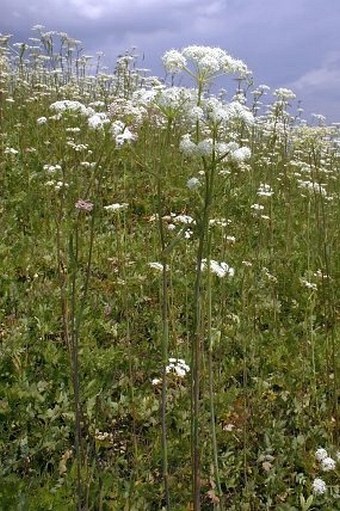 Peucedanum cervaria