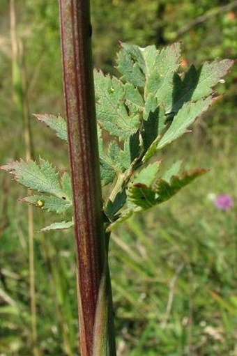 Peucedanum cervaria