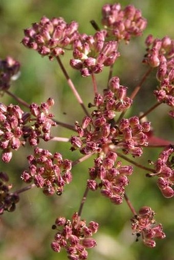 Peucedanum cervaria