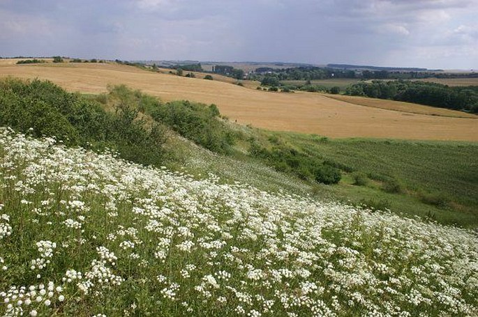 Peucedanum cervaria