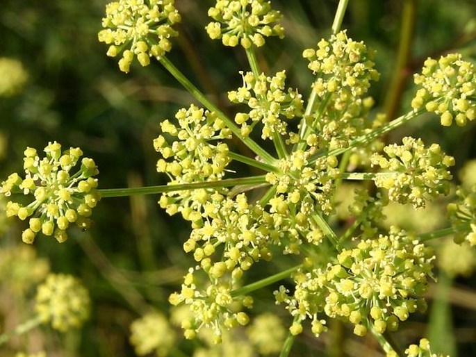 PEUCEDANUM ALSATICUM L. – smldník alsaský