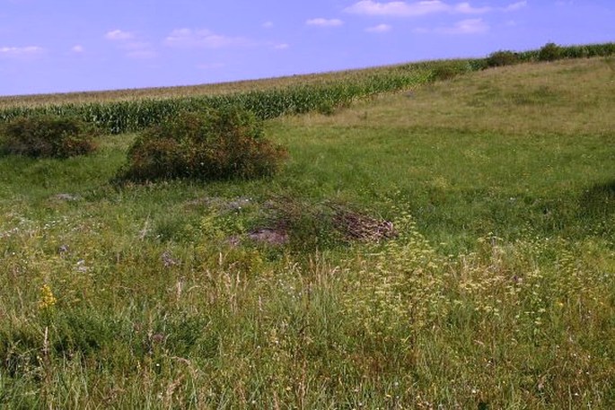 Peucedanum alsaticum