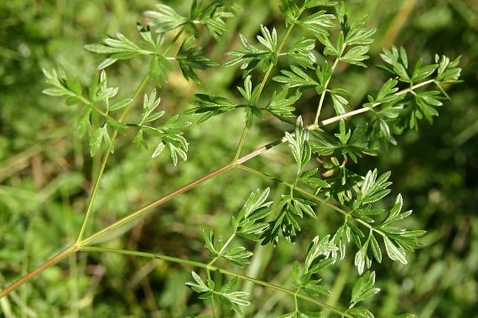 Peucedanum alsaticum